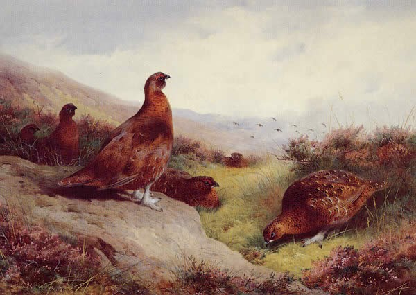 Archibald Thorburn Autumn Glory